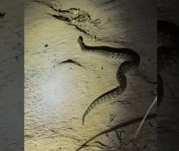 Cobra de 1 metro é capturada dentro de quarto de casa