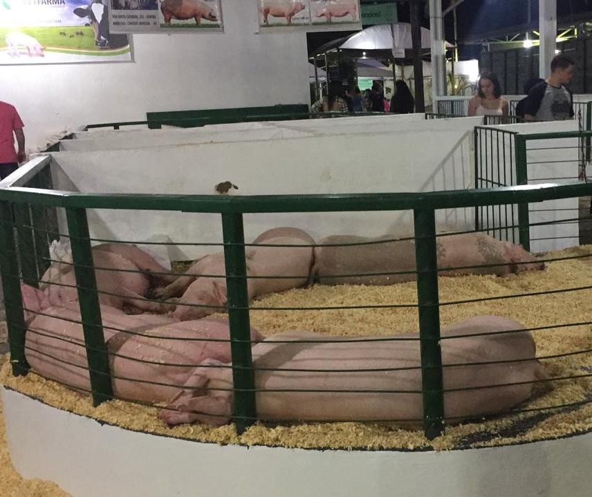 50% dos suínos expostos na Expoingá foram comercializados em apenas três dias