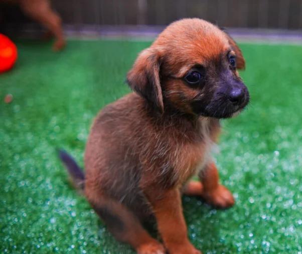 Maringá terá feirinha de adoção de animais neste sábado, 17