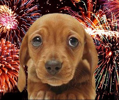 Por que os cães têm tanto medo de fogos de artifício? 