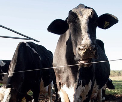 Arroba da vaca gorda custa R$ 143 na região