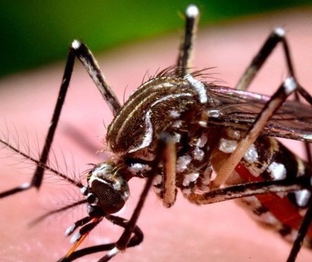 Secretaria Municipal de Saúde confirma 1ª morte por dengue em Maringá
