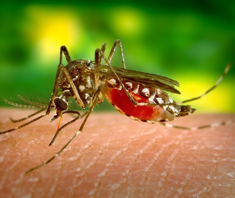 Três novos casos de dengue em Maringá entram no balanço estadual