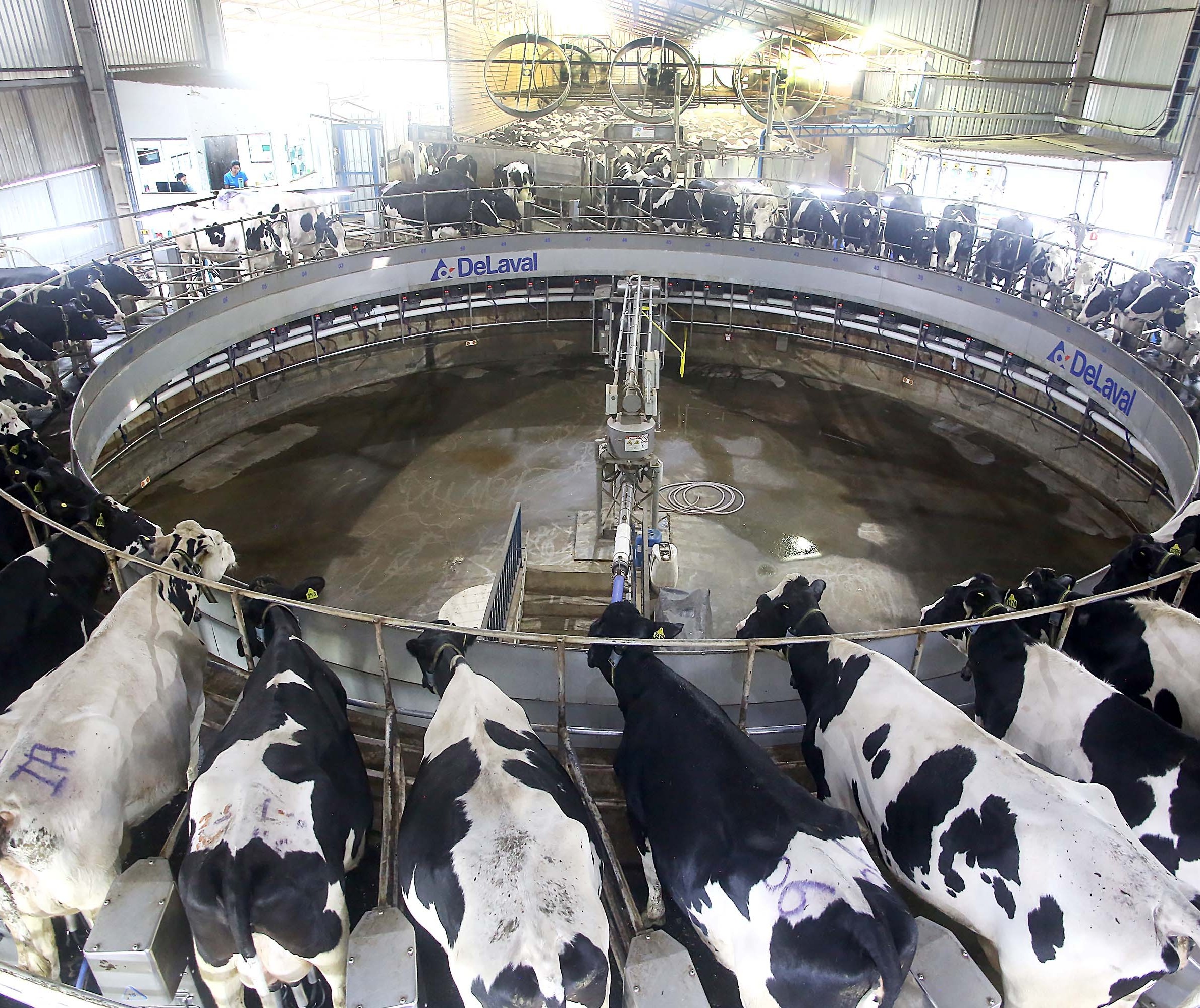Preços pagos a produtores de leite apresentam tendência de queda