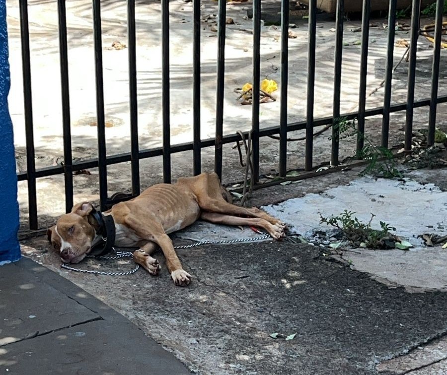 SPA resgata cadela vítima  de maus-tratos em Sarandi