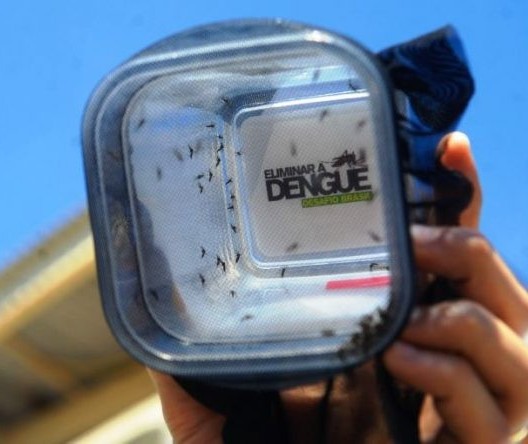 Em 10 anos, região de Maringá registrou mais de 47 mil casos de dengue