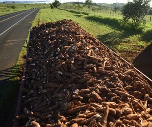 Tonelada da raiz de mandioca custa R$ 390 em Paranavaí