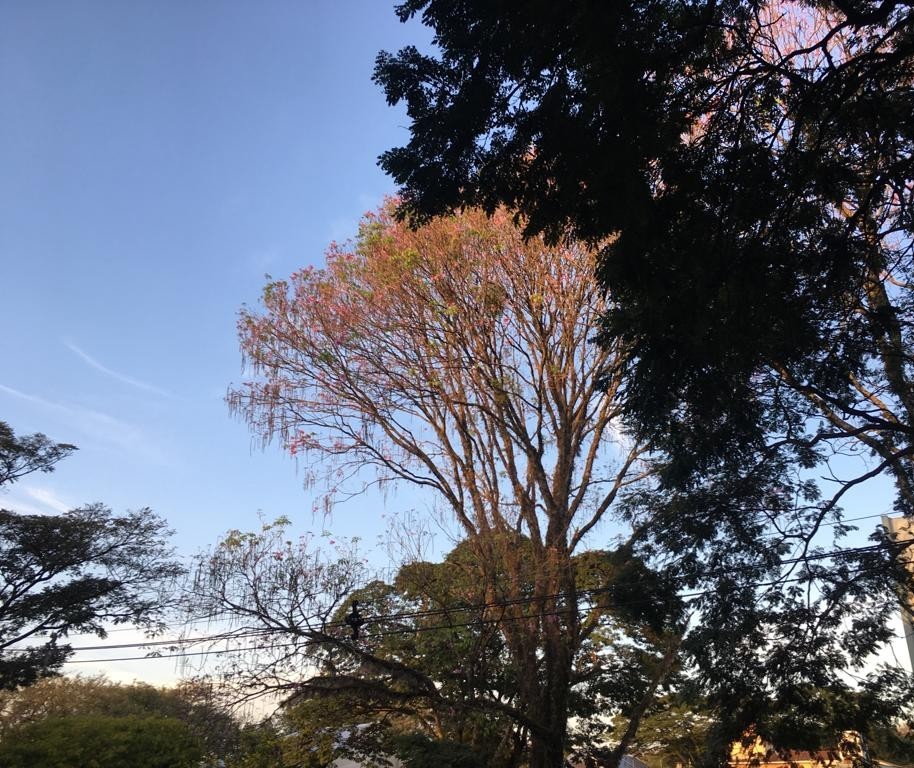 Domingo sem previsão de chuva e temperatura máxima de 29ºC