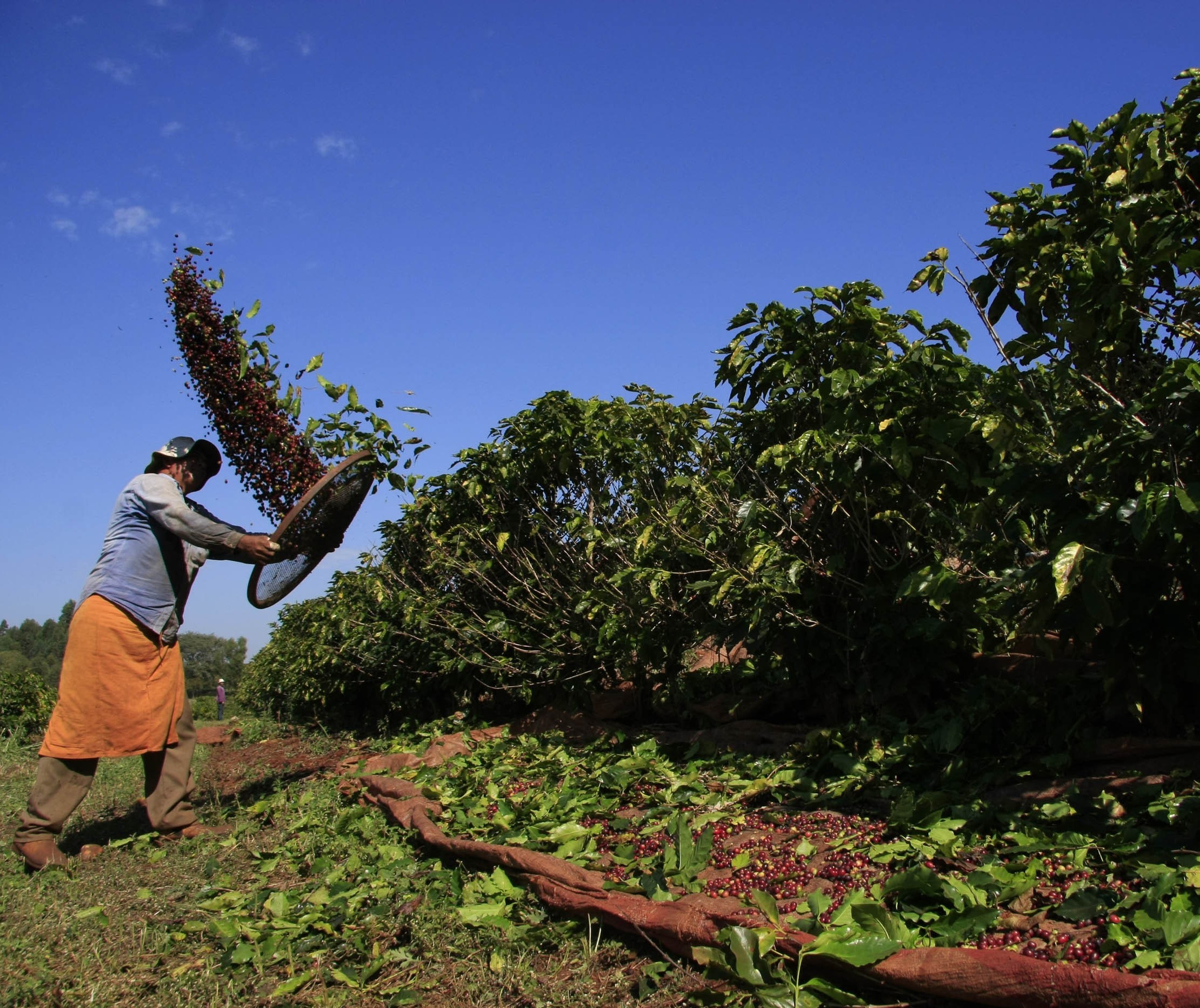 96% da área plantada com café no Paraná foi colhida