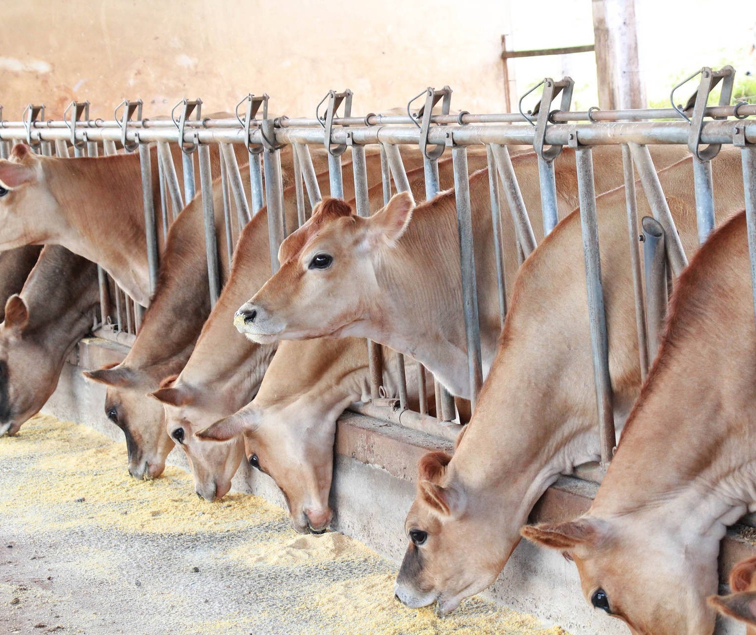 Pandemia prejudica exportações de bovinos em pé