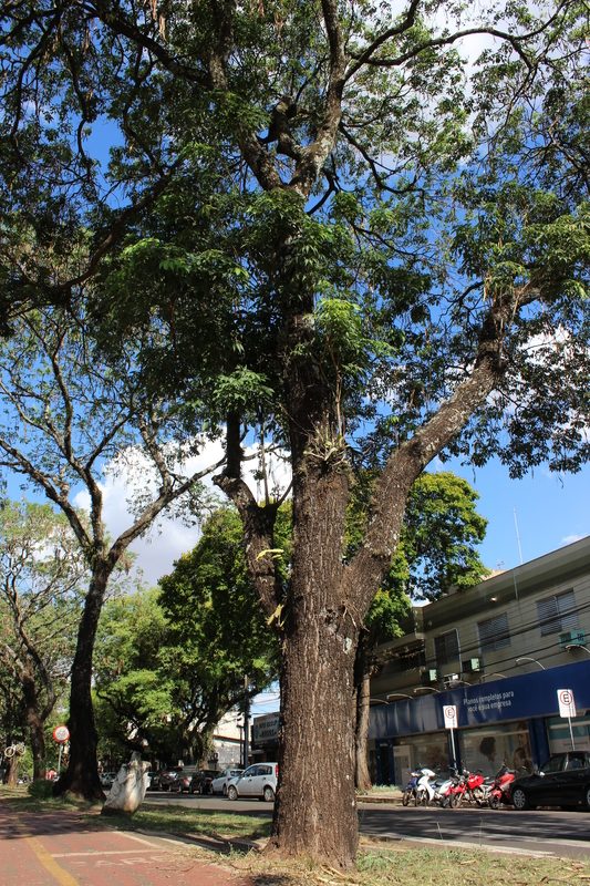 Ipê-roxo, Avenida Brasil. Foto: João Paulo Santos