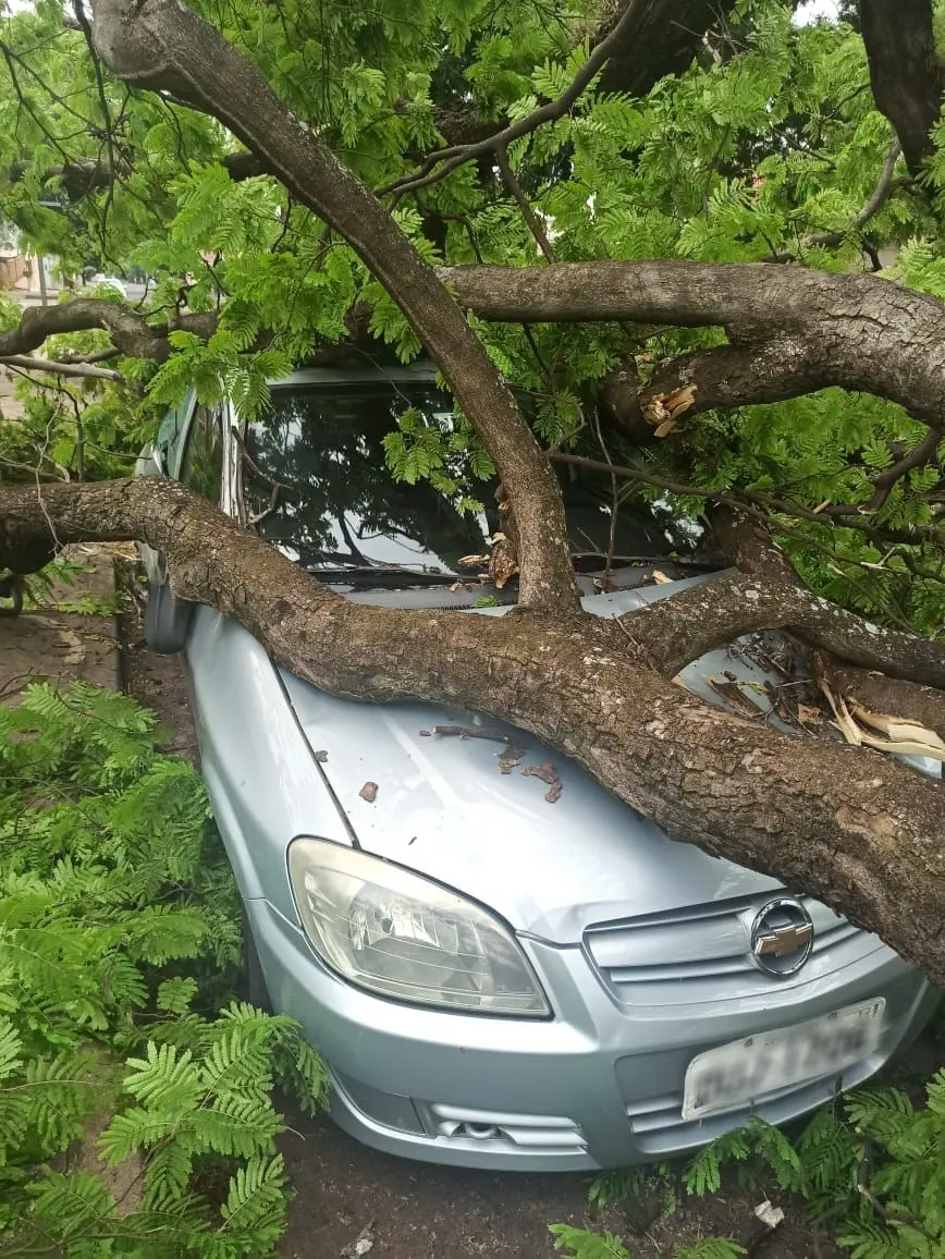 Árvore caiu sobre um carro no Residencial Branca Vieira, em Maringá. Foto: Rafaela Ferro