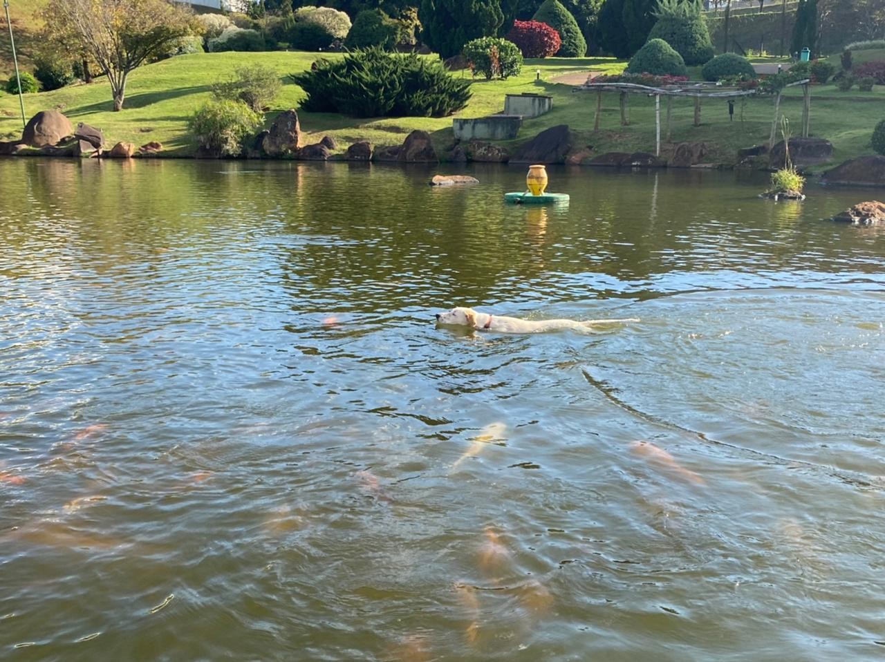 Amora em ação. Ela protege as carpas do ataque de lontras no Parque do Japão de Maringá | Foto: Ricardo Freitas