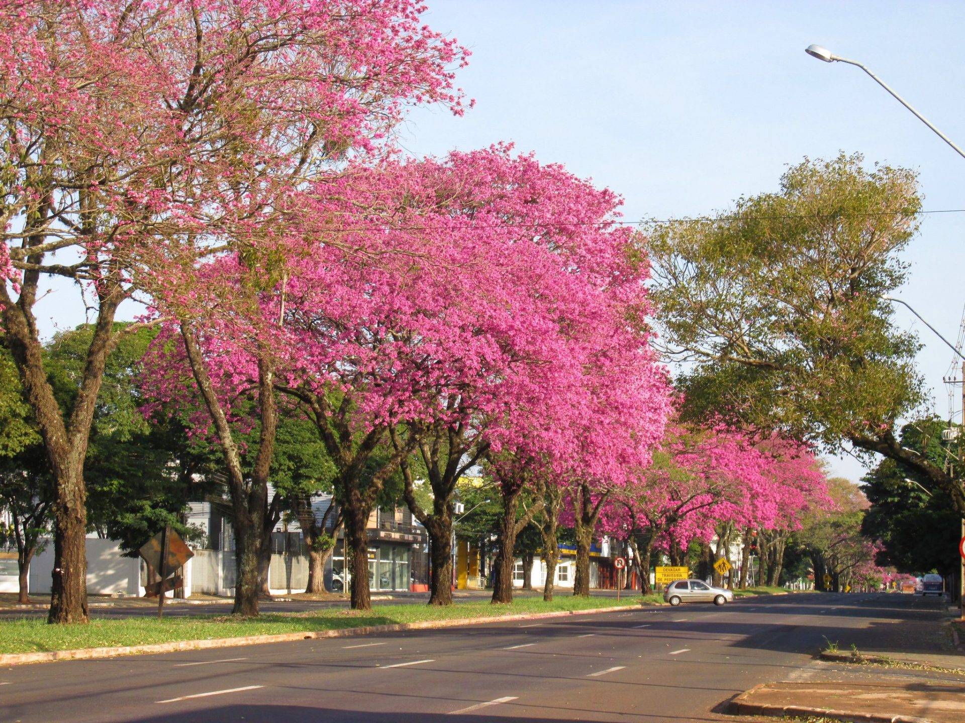 Ipês-roxos na Avenida Dr. Alexandre Rasgulaeff. Foto: Suely Sanches/Maringá em Fotos