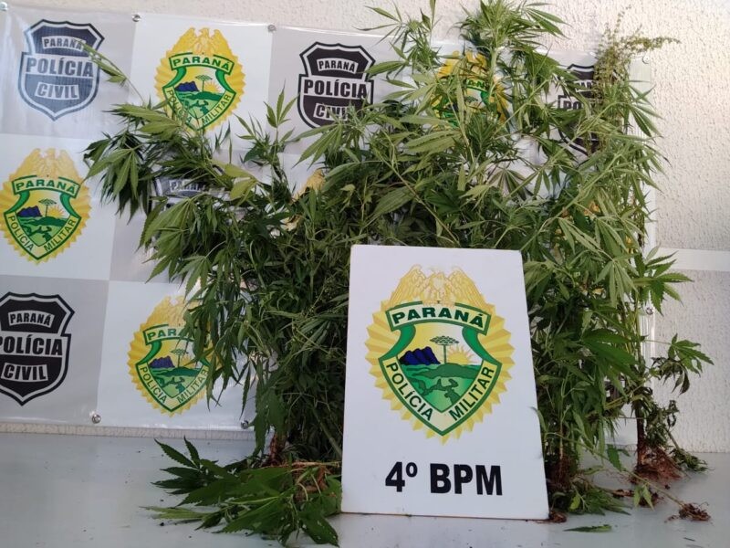 Pelo menos 28 pés de maconha foram entregues na Delegacia de Maringá – Foto: Divulgação PM