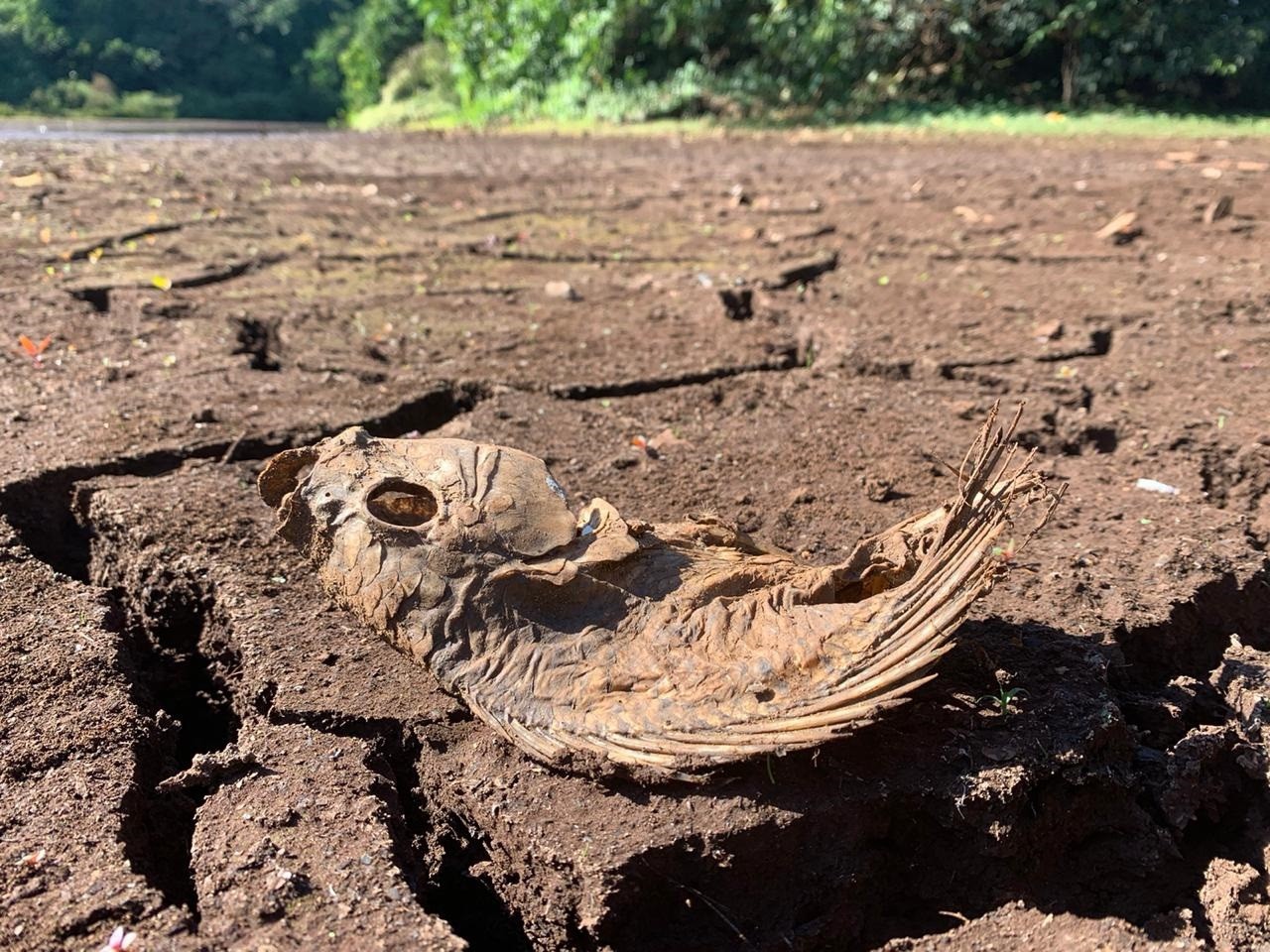 Com a estiagem, nível da água baixou e peixes morreram/ Foto: Fábio Guillen GMC Online