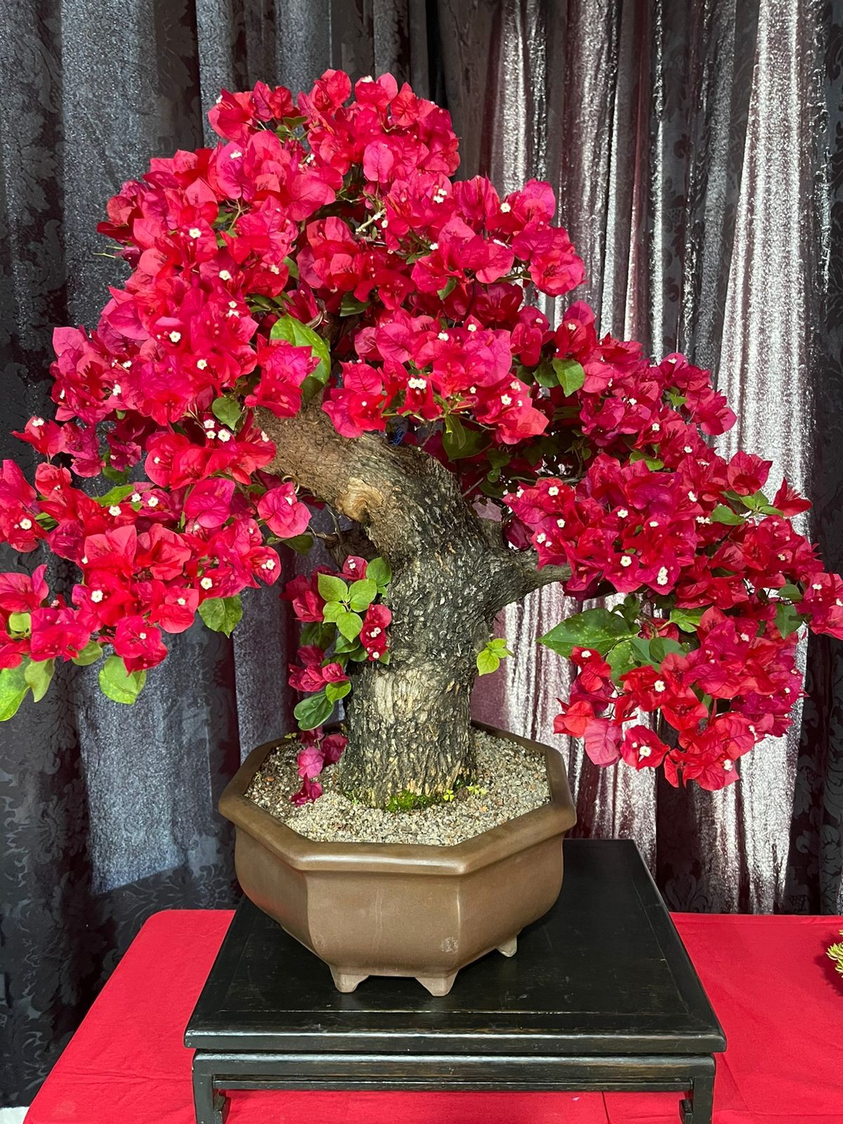 Bonsai de ipê vermelho, citado pelo secretário Codiolli na entrevista. Foto: Marcos Cordiolli