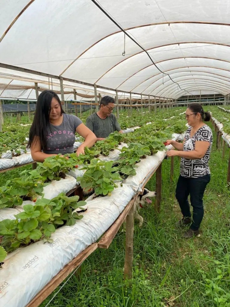 Família de Marialva inova no sistema ‘colha e pague’ com morango. | Foto: GMC Online