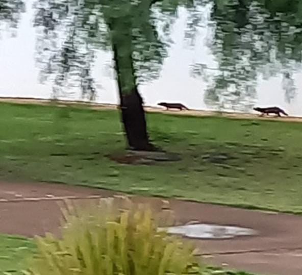 Câmeras de segurança registraram a chegada de lontras no Parque | Foto: Sistema de Segurança