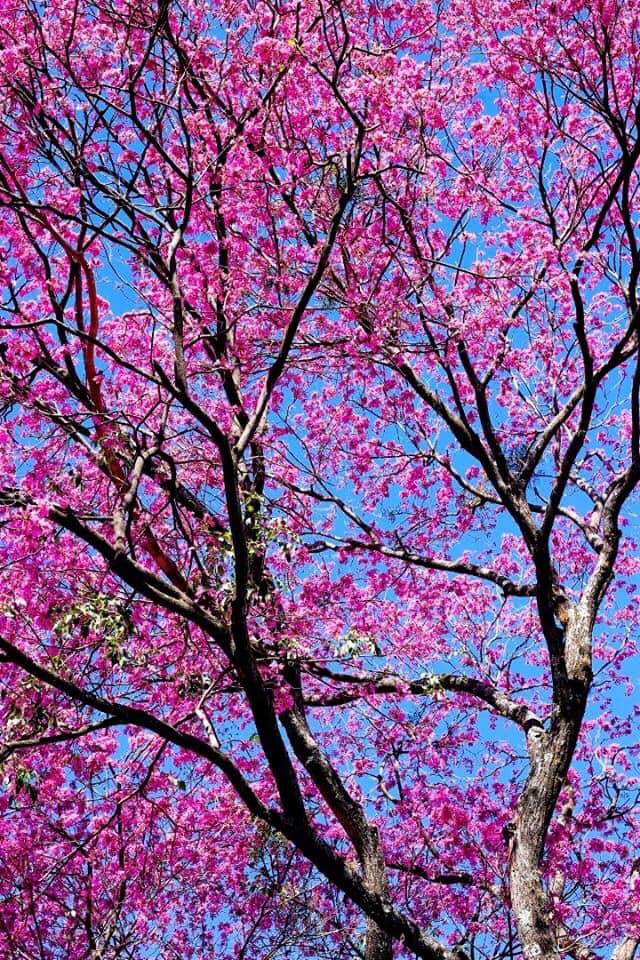 Ipê-roxo, Avenida Brasil. Foto: João Paulo Santos