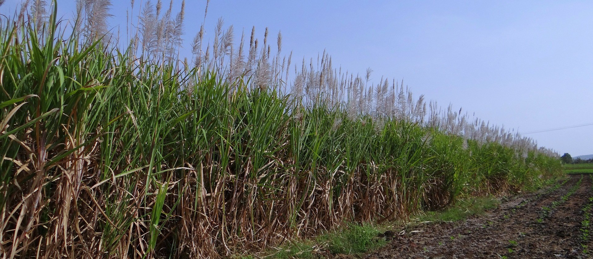 Brasil deve ter produção recorde de 39,3 mi de toneladas de açúcar