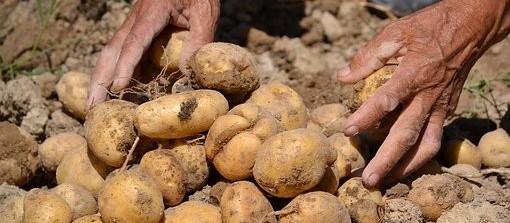 Início da colheita da batata no Paraná