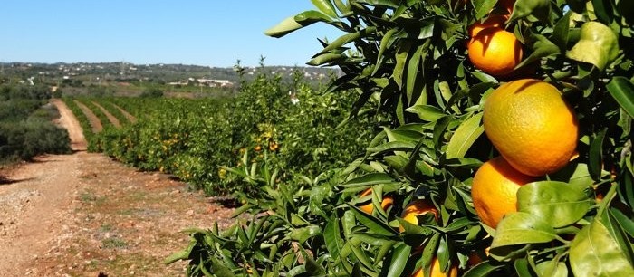 Safra da laranja deve crescer 20% no Paraná 