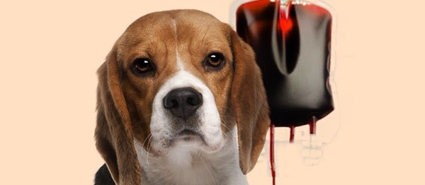 Você sabia que cães e gatos podem fazer transfusão sanguínea?