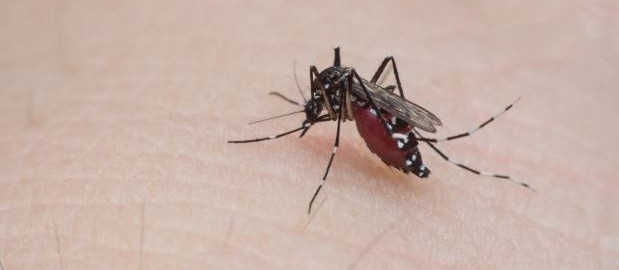 Secretaria de Saúde confirma primeiro caso de chikungunya em Maringá