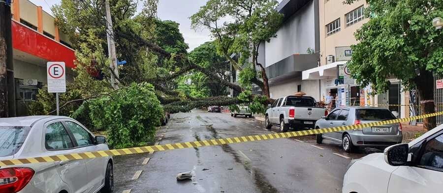 Chuva derruba mais de 30 árvores e deixa cerca de 10 mil imóveis sem energia em Maringá
