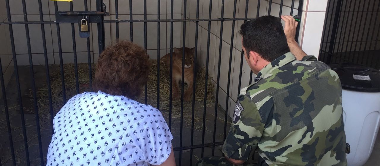 Policial que resgatou puma atropelado se emociona