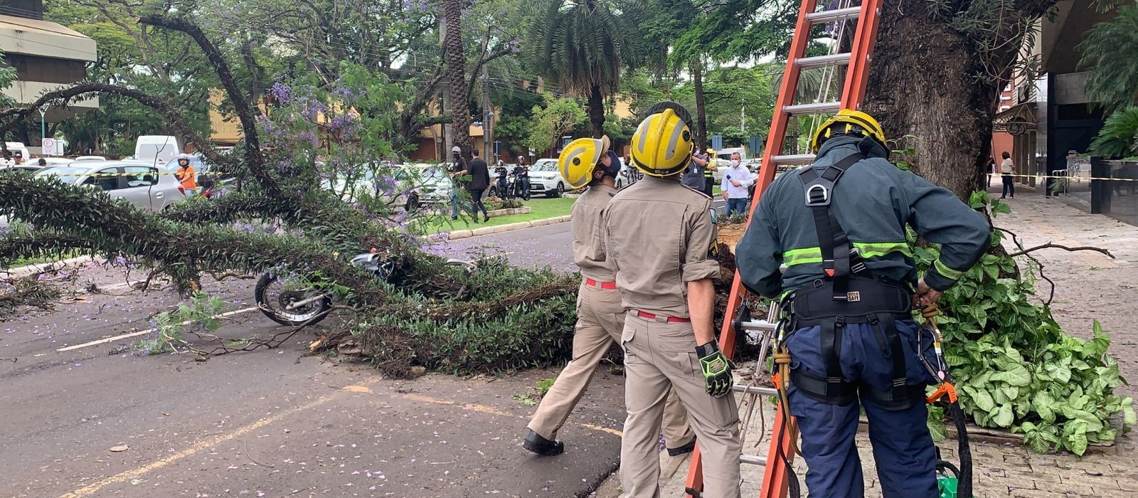 Árvore cai em cima de motociclista no centro de Maringá