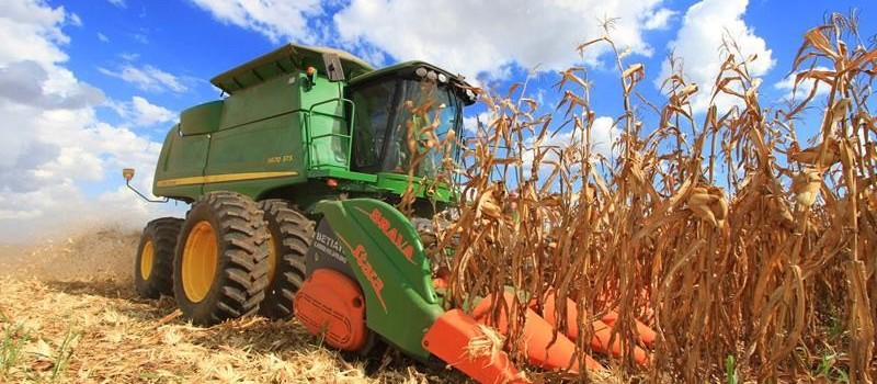 Colheita do milho de inverno atinge 65% no Paraná 