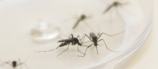 Com mais de 10 mil casos, Maringá confirma 11ª morte por dengue