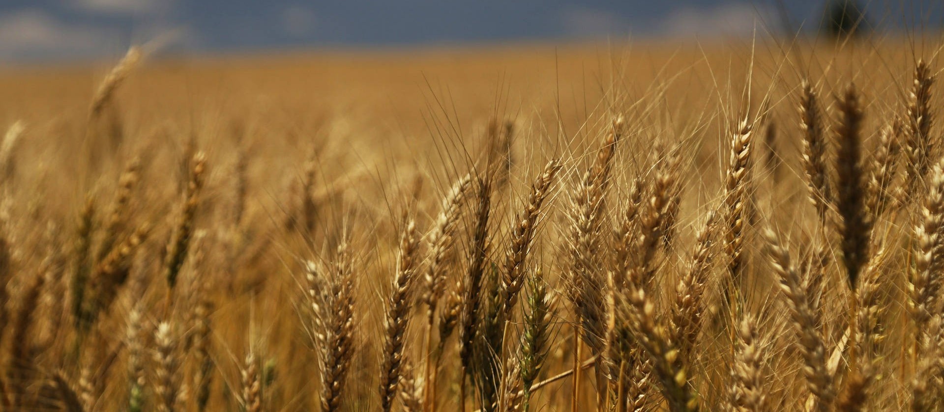 Trigo custa R$ 47 a saca em várias praças do Paraná 