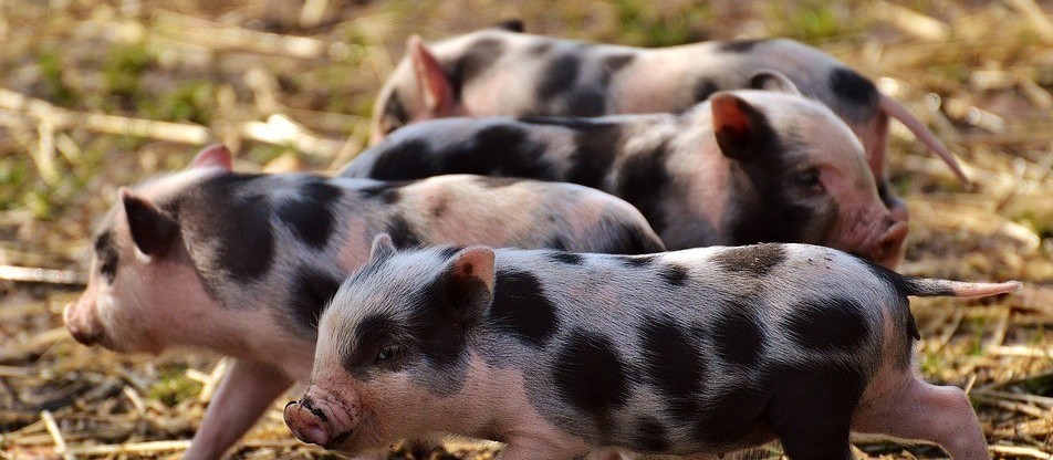 Suíno custa R$ 6,30 kg em Maringá