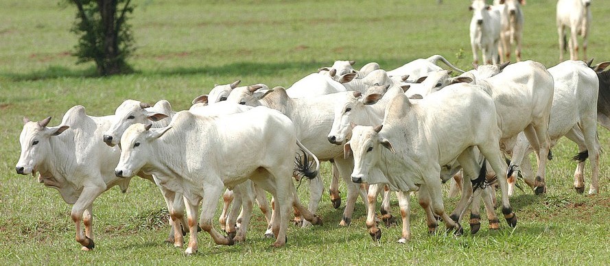 Pecuarista paranaense tem até 30 de novembro para atualizar rebanhos