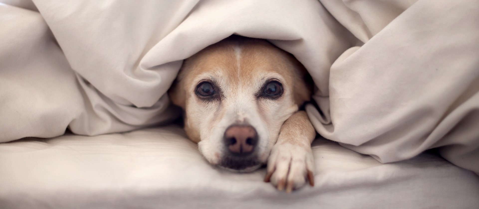 Cuidados necessários para proteger os animais do frio 