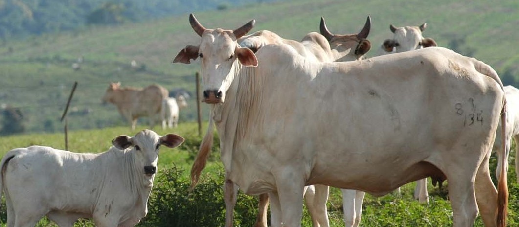 Vaca gorda custa R$ 160 a arroba em Maringá