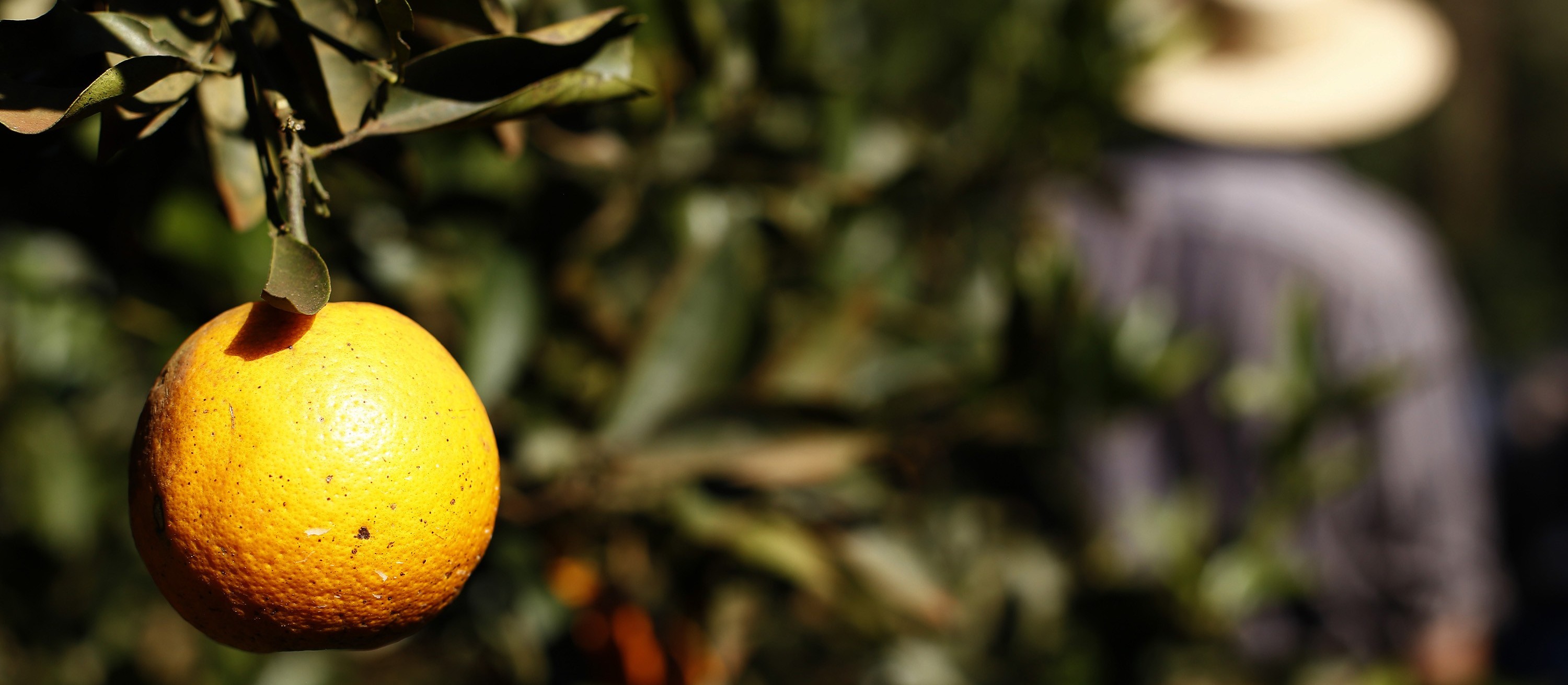 Greening avança de forma severa nos pomares de laranja
