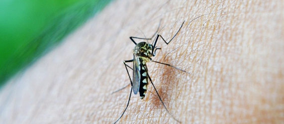 Maringá chega a 860 casos confirmados de dengue