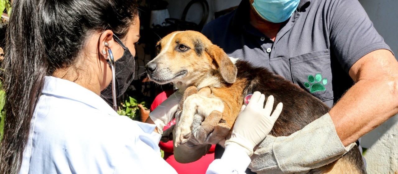 População pode adotar temporariamente um animal de estimação em Maringá