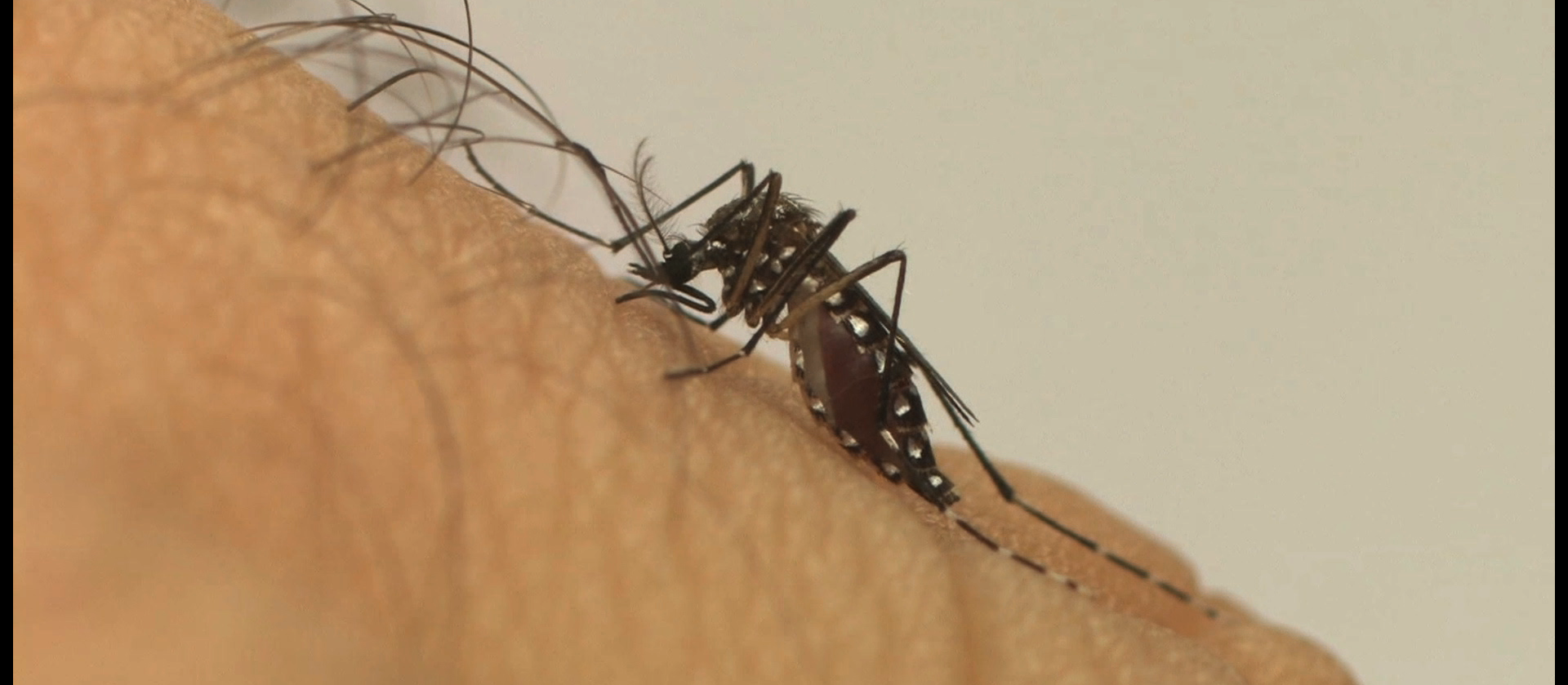 Maringá está com 9.622 casos de dengue