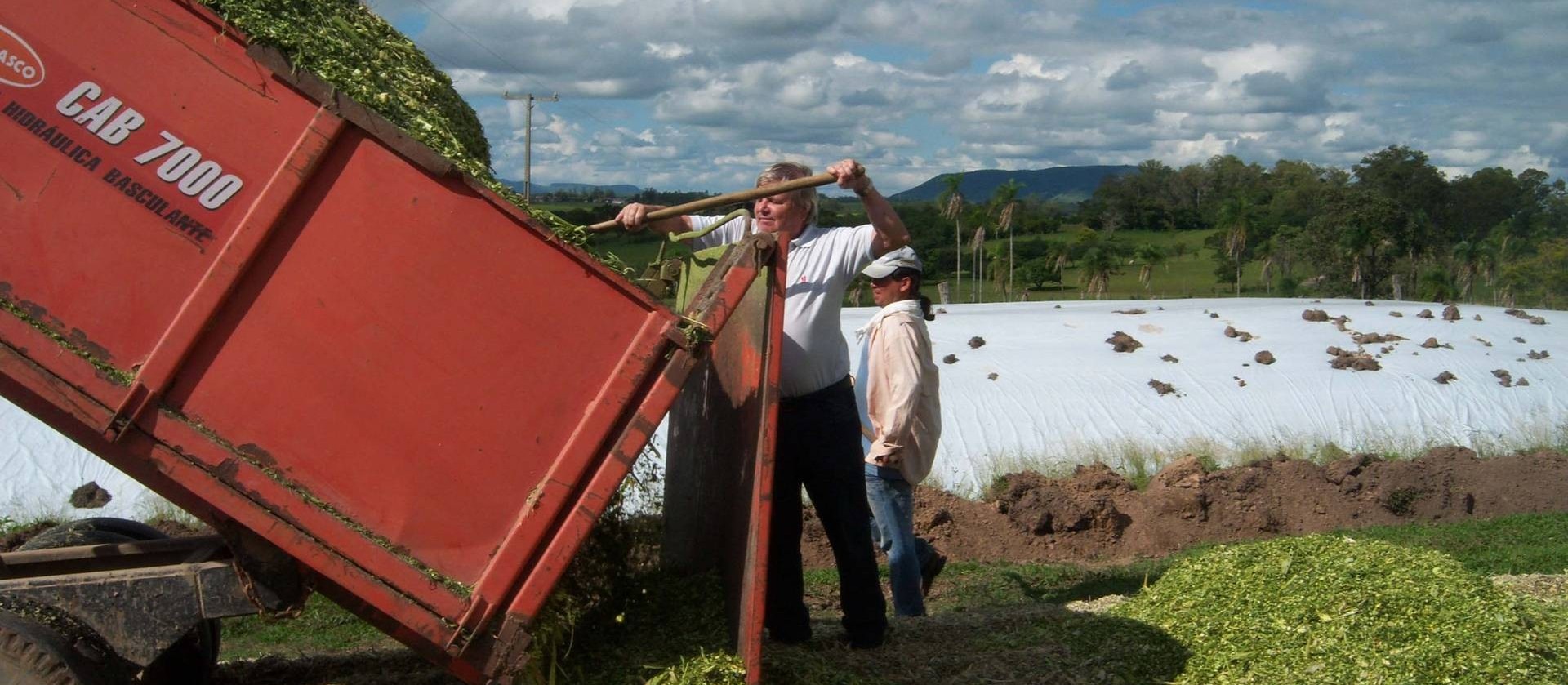 Silagem: o que fazer para não errar?