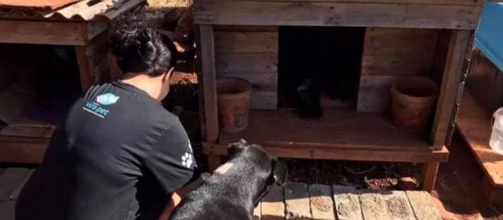 Em Maringá, ‘cãodomínios’ levam moradia e alimentos para cerca de 50 cães