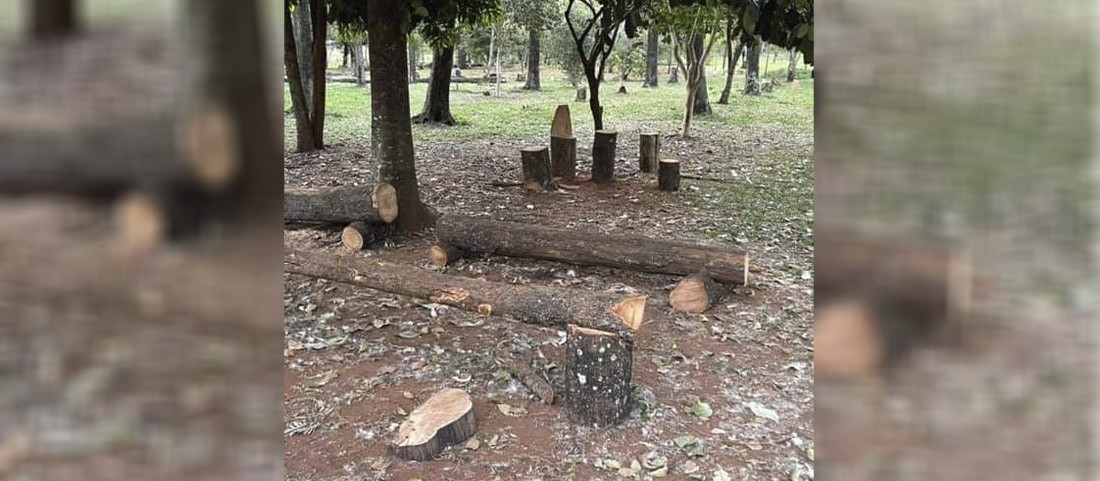 Quantidade de troncos no Bosque das Grevíleas chama atenção em Maringá