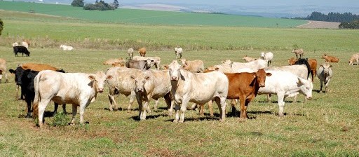 Depois de dois casos, Adapar orienta produtores a vacinar rebanhos