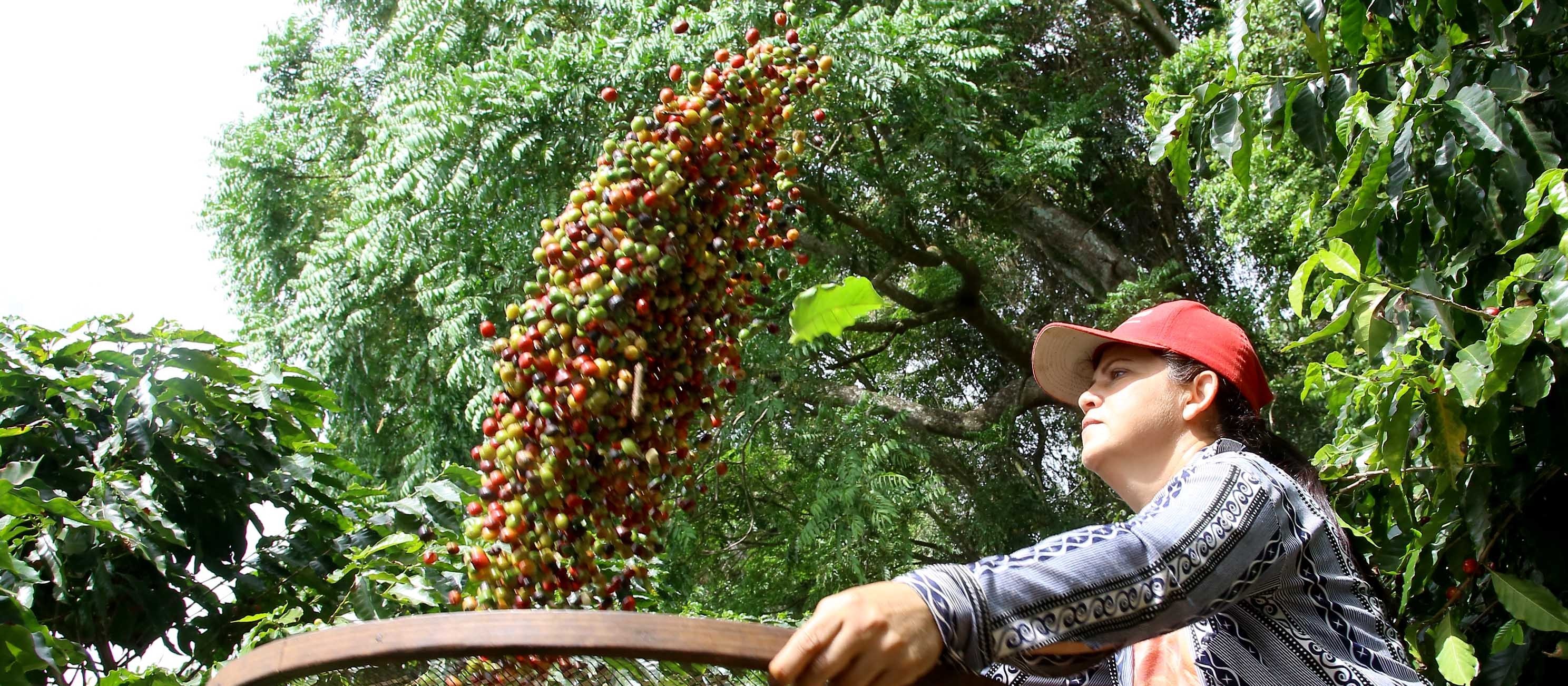 México e América Central anunciam queda de 3,5% na produção de café 