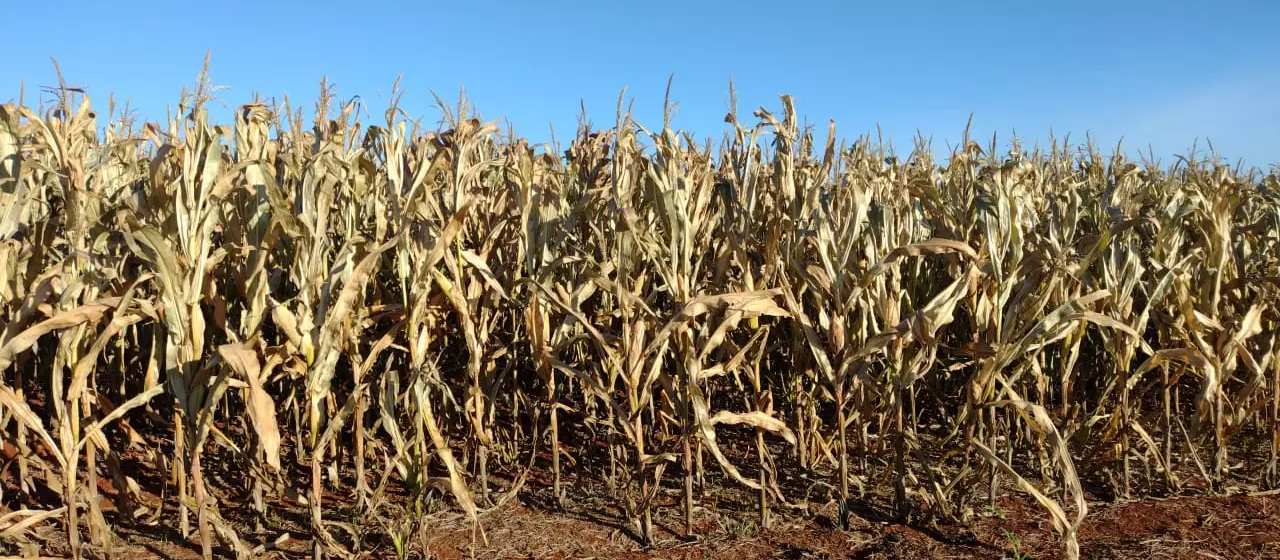 Frio intenso matou lavouras inteiras de milho em Maringá e região