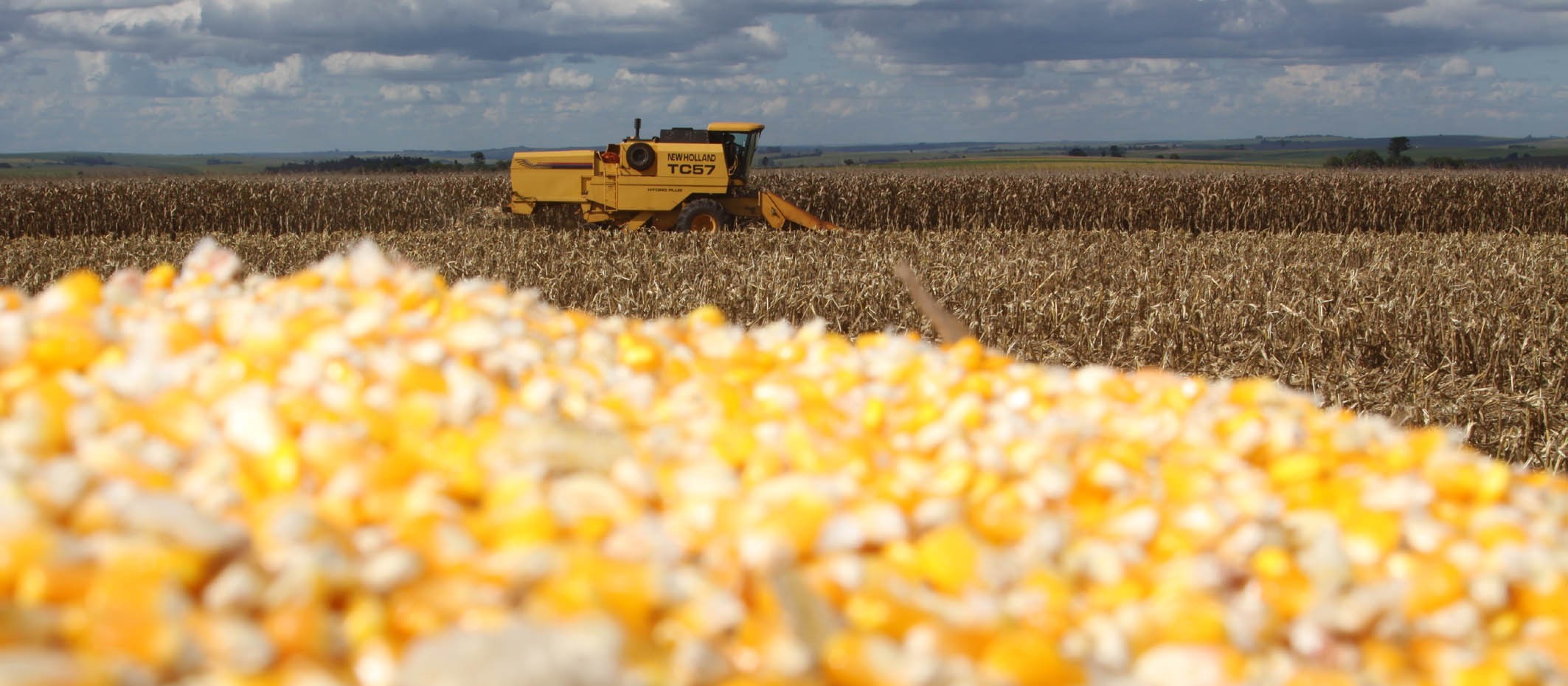 Temporada do milho começa com preços acima da média histórica